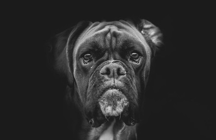 Dog Portraits by Dragos Birtoiu