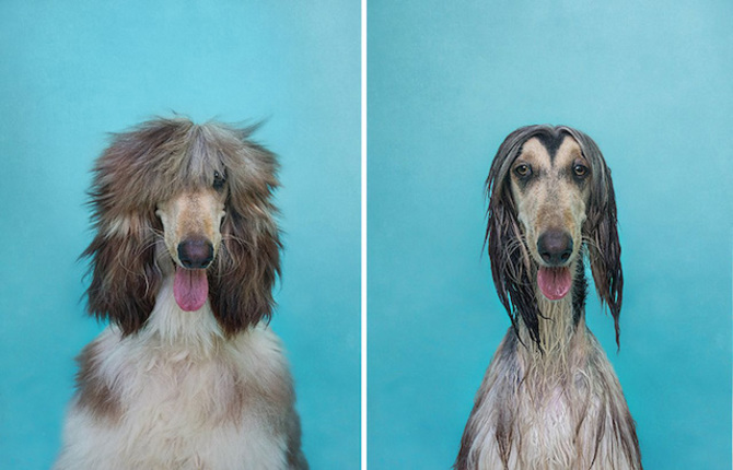 Dry Dogs Wet Dogs Diptychs