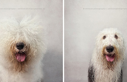 Dry Dogs Wet Dogs Diptychs