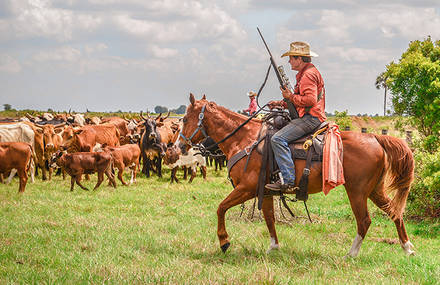 Last cowboys of Florida