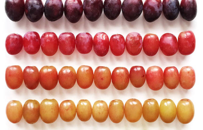 Food in Colorful Gradients