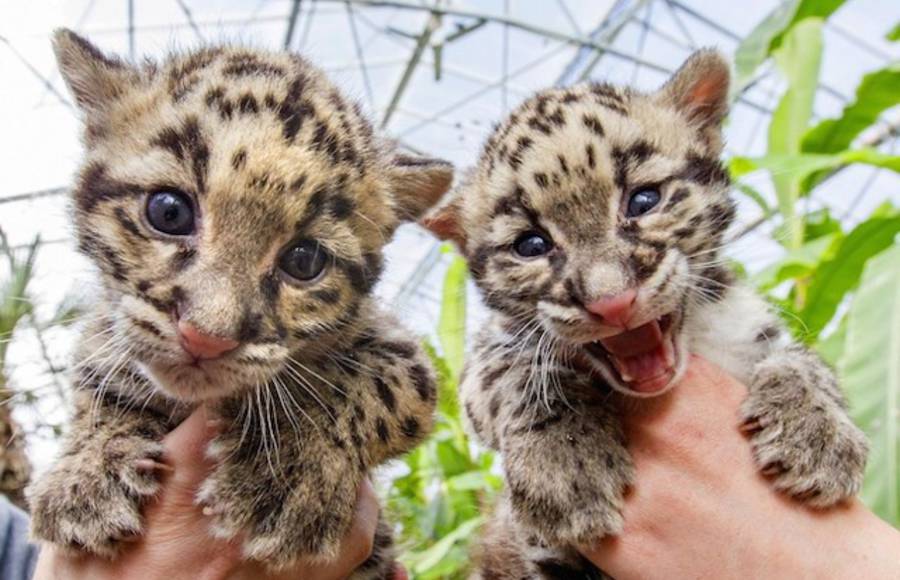 Clouded Leopards Babies in the Belgian Zoo