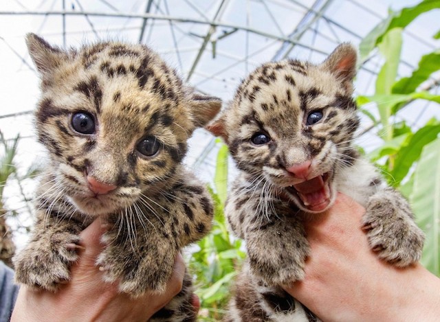 leopards-babies-1