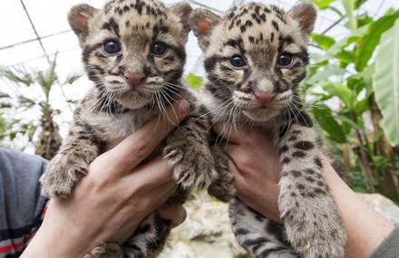 Clouded Leopards Babies in the Belgian Zoo