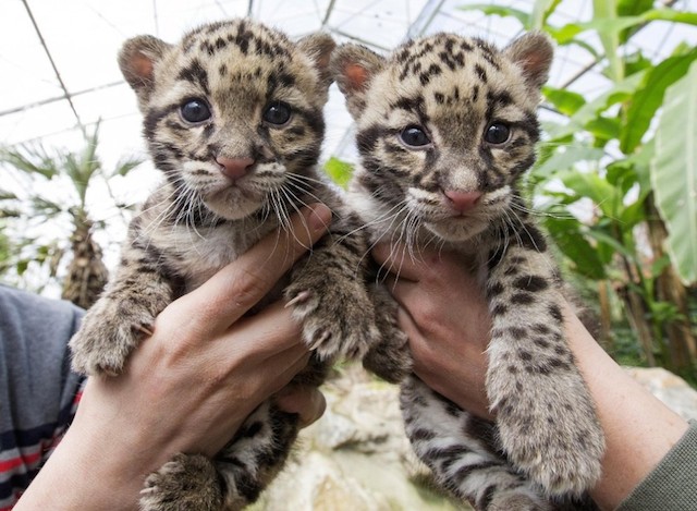 leopards-babies-2