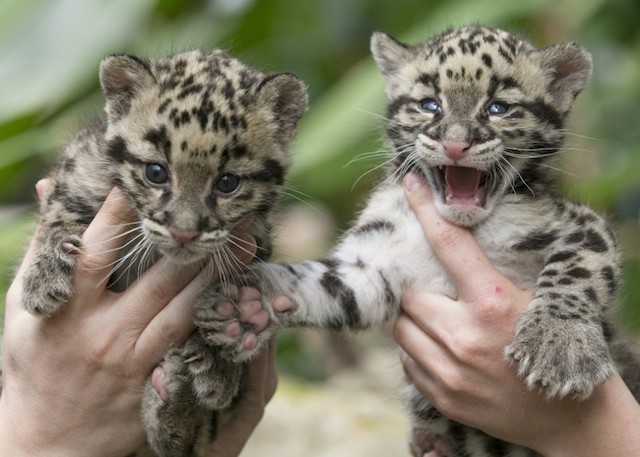 leopards-babies-3