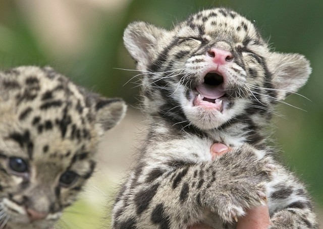 leopards-babies-4