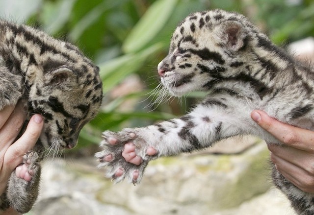 leopards-babies-5