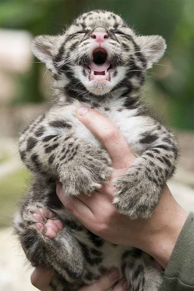leopards-babies-8