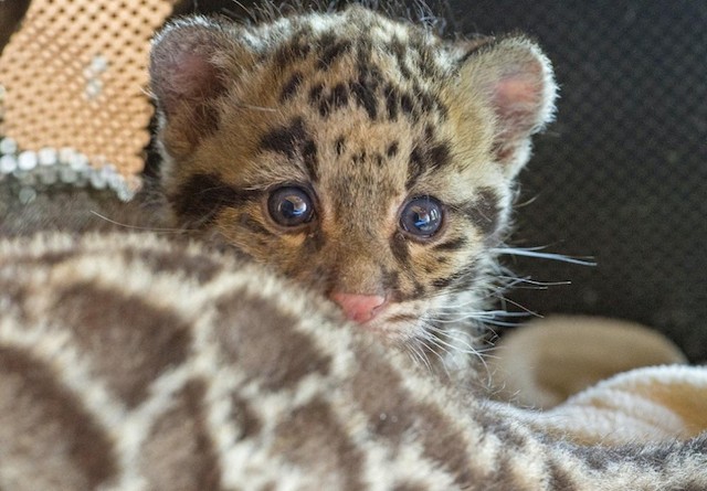 leopards-babies-9
