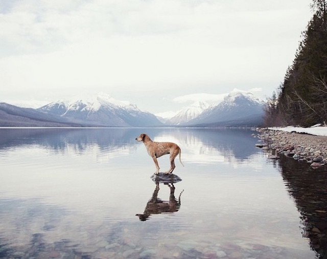 lifedog10