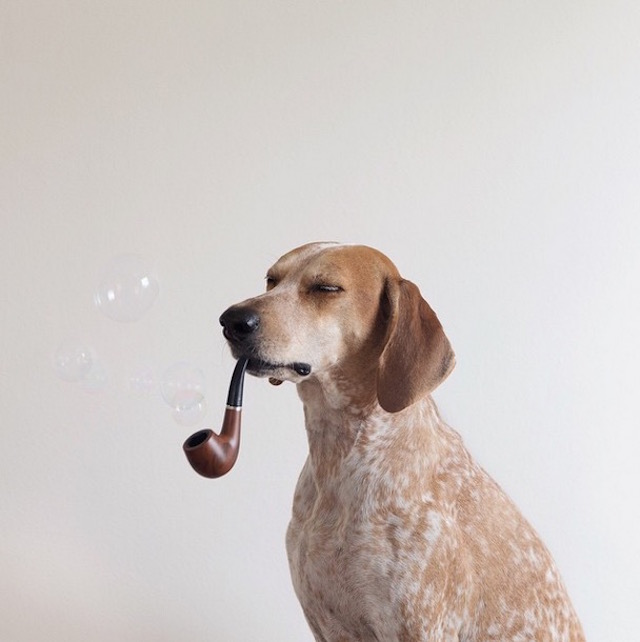 lifedog15