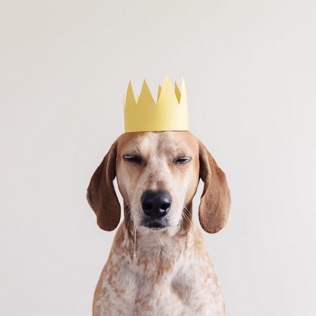 lifedog2