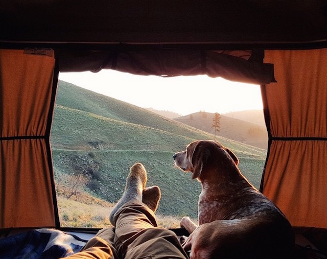 lifedog3