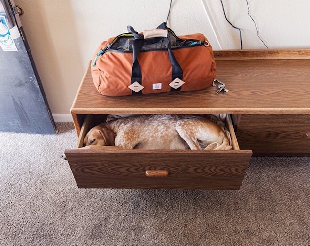 lifedog5