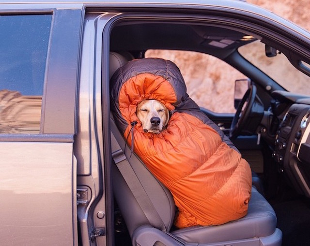 lifedog6
