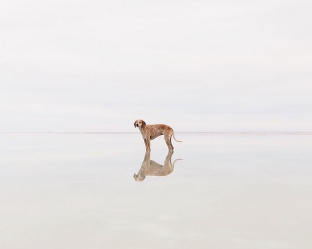 lifedog9