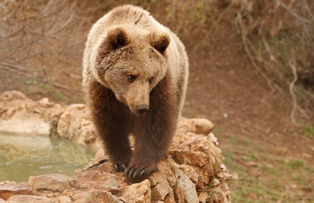 A Shelter For Brown Bears