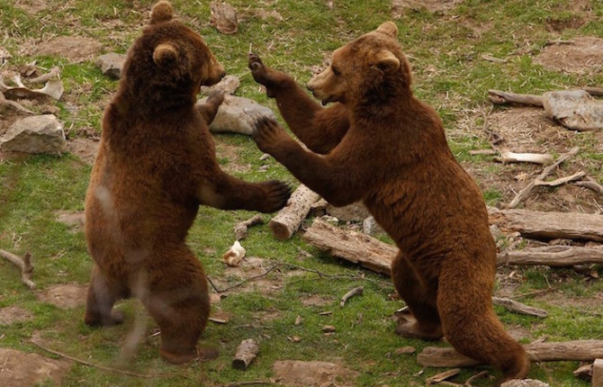 A Shelter For Brown Bears