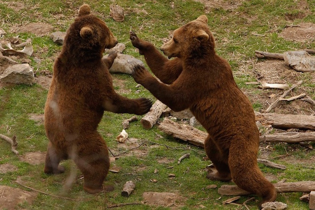 shelterbrownbears2