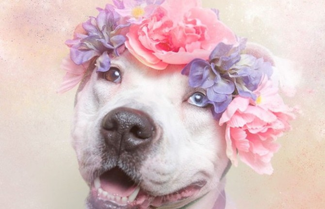 Portraits of Dogs with Garlands