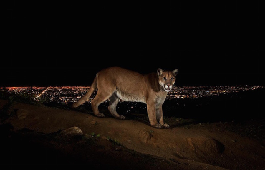 Wild Animals in Los Angeles