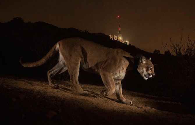 Wild Animals in Los Angeles