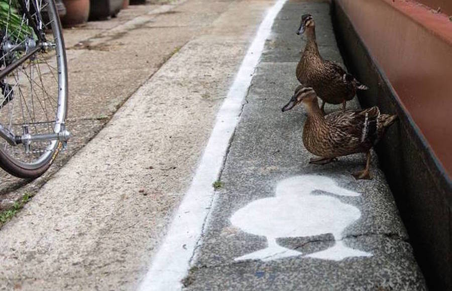 Special Lanes for Ducks