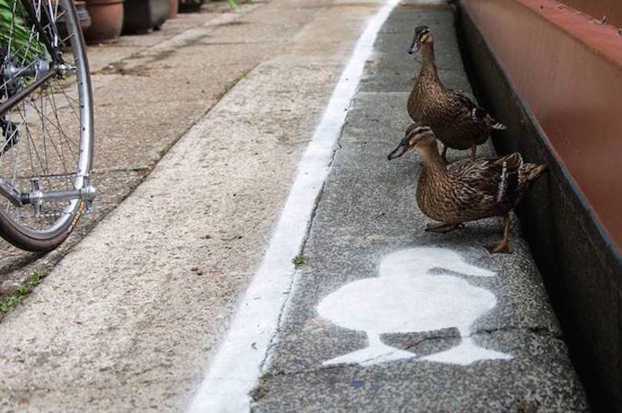 DuckLanes2