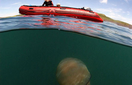 Thousands of Giant Jellyfish in Britain Coast