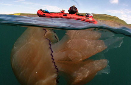 Thousands of Giant Jellyfish in Britain Coast