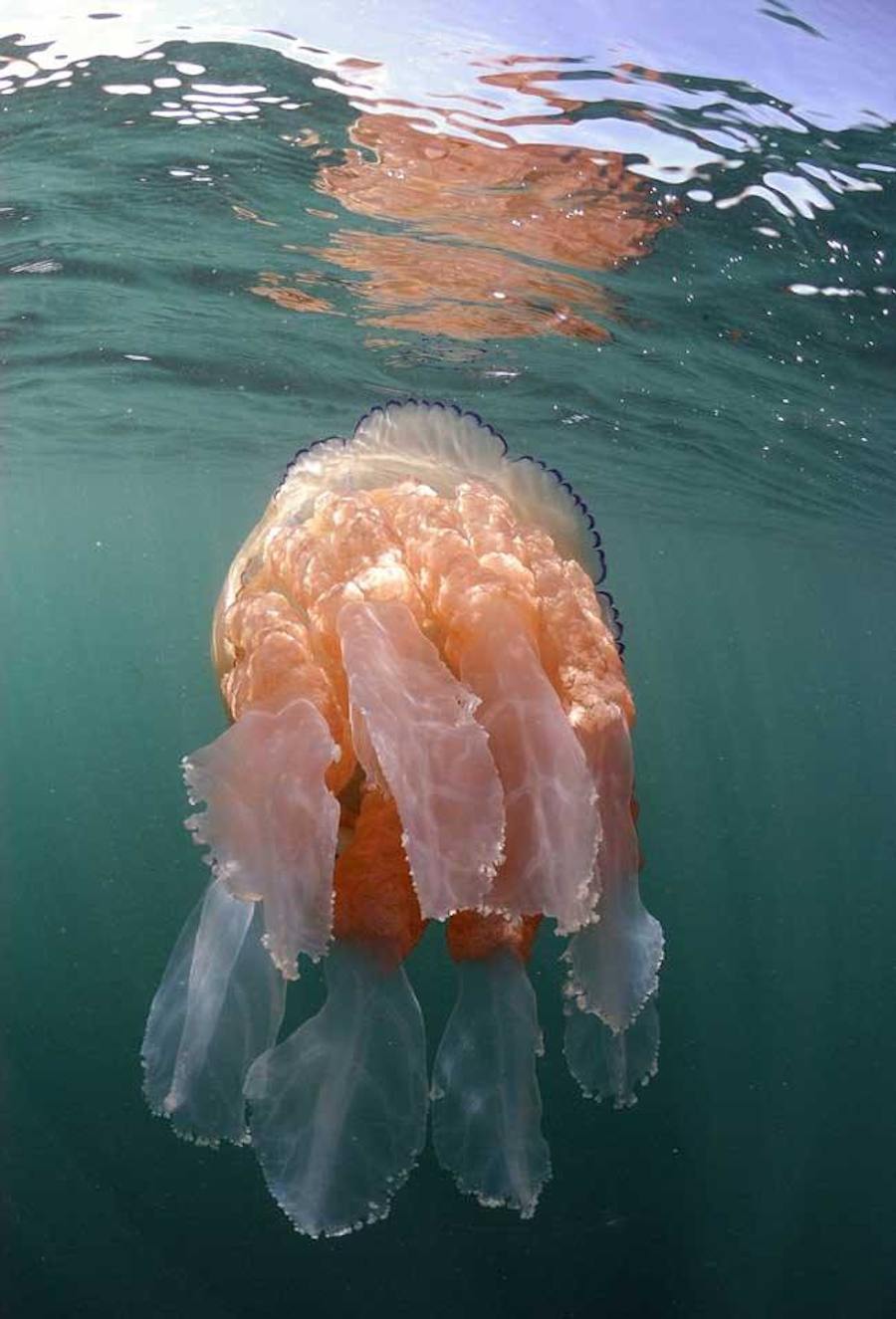 Jellyfish6