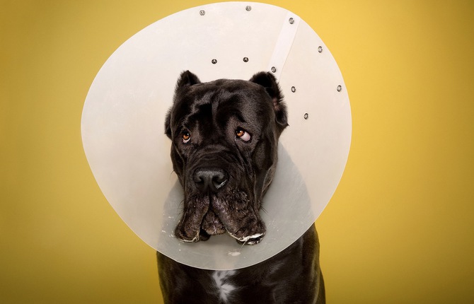 Face Expressions of Dogs in Cones