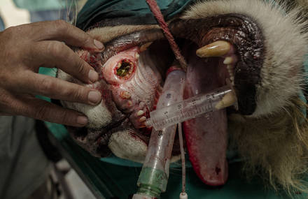 SAVING ASLAN | Fixodent
