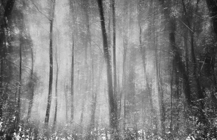 Multiple Exposures Photography of Finland Woods