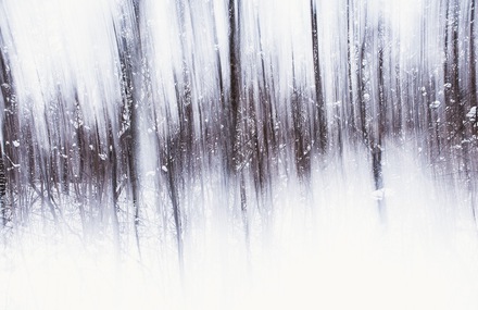 Multiple Exposures Photography of Finland Woods