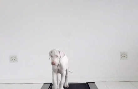 Rescued Puppy Grows Up on a Running Machine