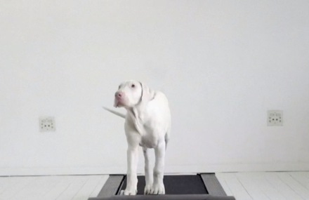 Rescued Puppy Grows Up on a Running Machine