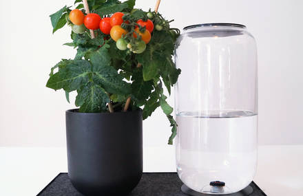 Tableau : Automatic House Plant Watering Tray