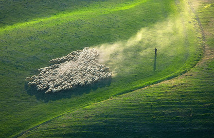 Flock of Sheep in Tuscan Fields Photography