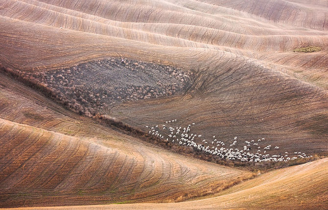 Flock of Sheep in Tuscan Fields Photography