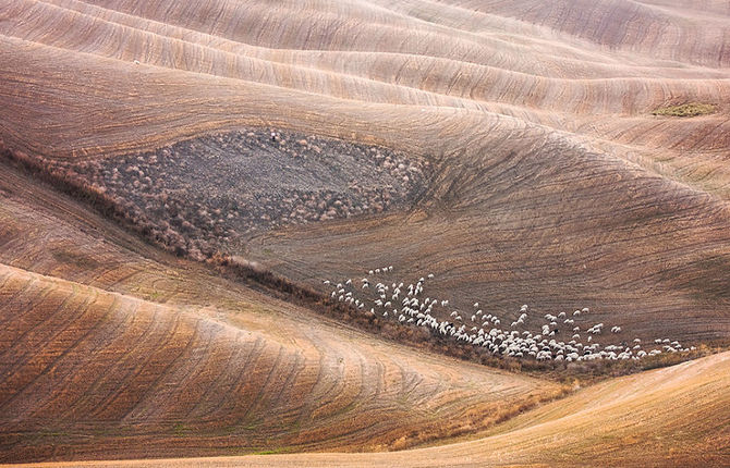 Flock of Sheep in Tuscan Fields Photography