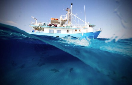 Fantastic Underwater Photography