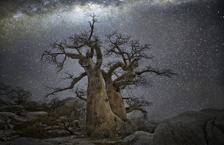 Old Trees Under Starry Skies