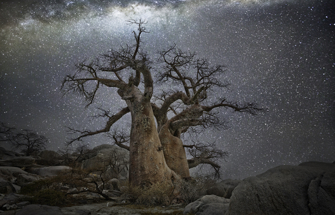 Old Trees Under Starry Skies