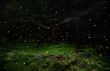 Forests Illuminated with Fields of Stars and Smoke