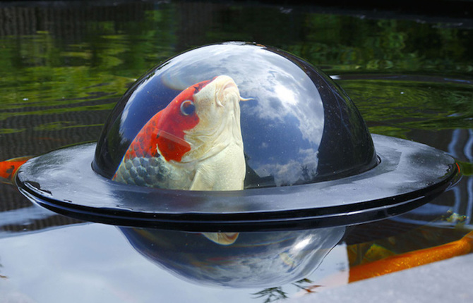 A Floating Fish Observatory