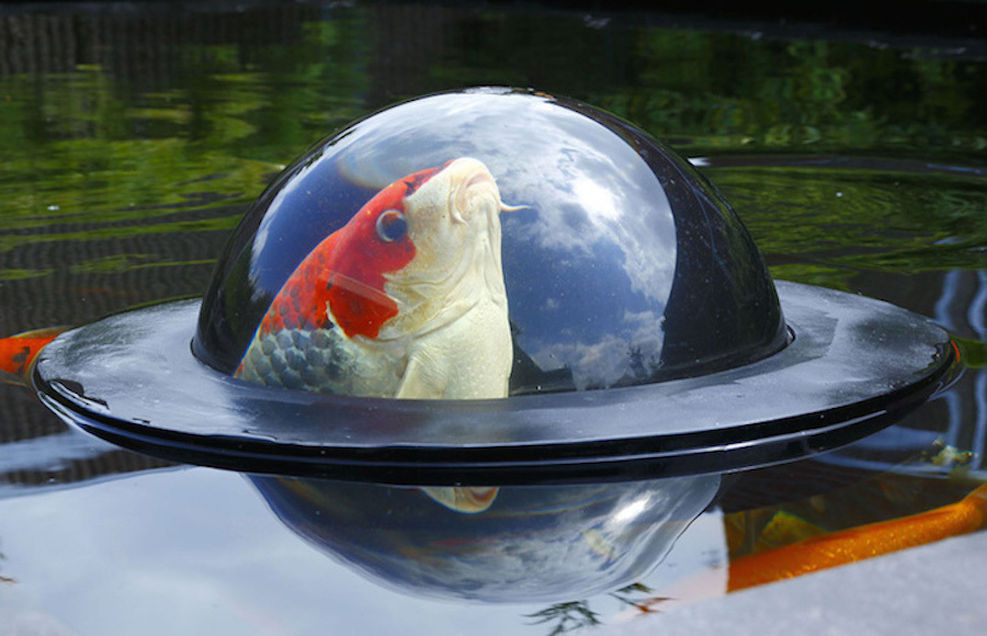 A Floating Fish Observatory