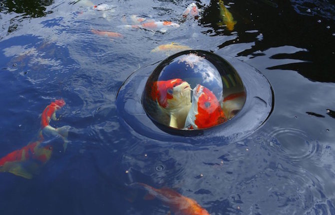 A Floating Fish Observatory