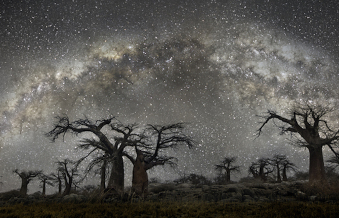 Old Trees Under Starry Skies